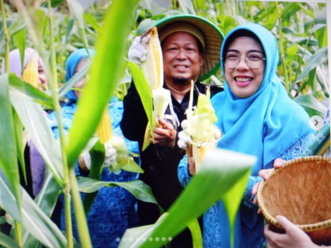 BUDIDAYA JAGUNG MANIS  DHARMA WANITA DINAS KETAHANAN PANGAN  PROVINSI BANTEN
